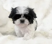 AKC tiny bean , a male Shih Tzu for sale in Greenville, SC – Photo 4 of 8