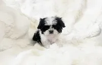 AKC tiny bean , a male Shih Tzu for sale in Greenville, SC – Photo 7 of 8