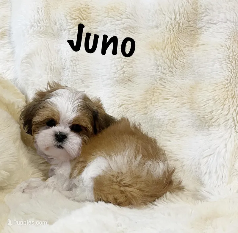 AKC Juno – Shih Tzu puppy for sale in Greenville, SC