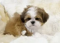 AKC Juno, a male Shih Tzu for sale in Greenville, SC – Photo 5 of 8