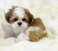 AKC Juno, a male Shih Tzu for sale in Greenville, SC – Photo 6 of 8