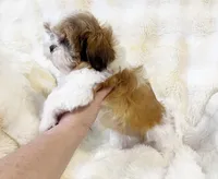 AKC Juno, a male Shih Tzu for sale in Greenville, SC – Photo 8 of 8