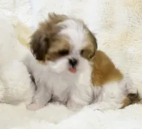 AKC Juno, a male Shih Tzu for sale in Greenville, SC – Photo 3 of 8