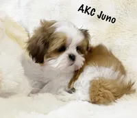 AKC Juno, a male Shih Tzu for sale in Greenville, SC – Photo 2 of 8