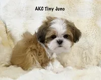 AKC Juno, a male Shih Tzu for sale in Greenville, SC – Photo 7 of 8