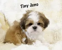 AKC Juno, a male Shih Tzu for sale in Greenville, SC – Photo 4 of 8