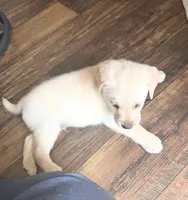 AKC Rex, a male Labrador Retriever for sale in Greenville, SC – Photo 3 of 3