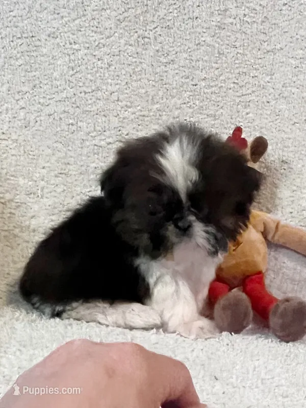 AKC Tiny Tiny Tim – Shih Tzu puppy for sale in Greenville, SC