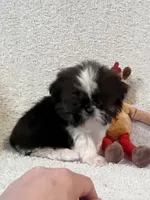 AKC Tiny Tiny Tim, a male Shih Tzu for sale in Greenville, SC – 1 of 5