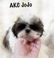 AKC Jojo, a male Shih Tzu for sale in Greenville, SC – Photo 1 of 6