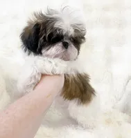 AKC Jojo, a male Shih Tzu for sale in Greenville, SC – Photo 6 of 6