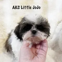 AKC Jojo, a male Shih Tzu for sale in Greenville, SC – Photo 3 of 6