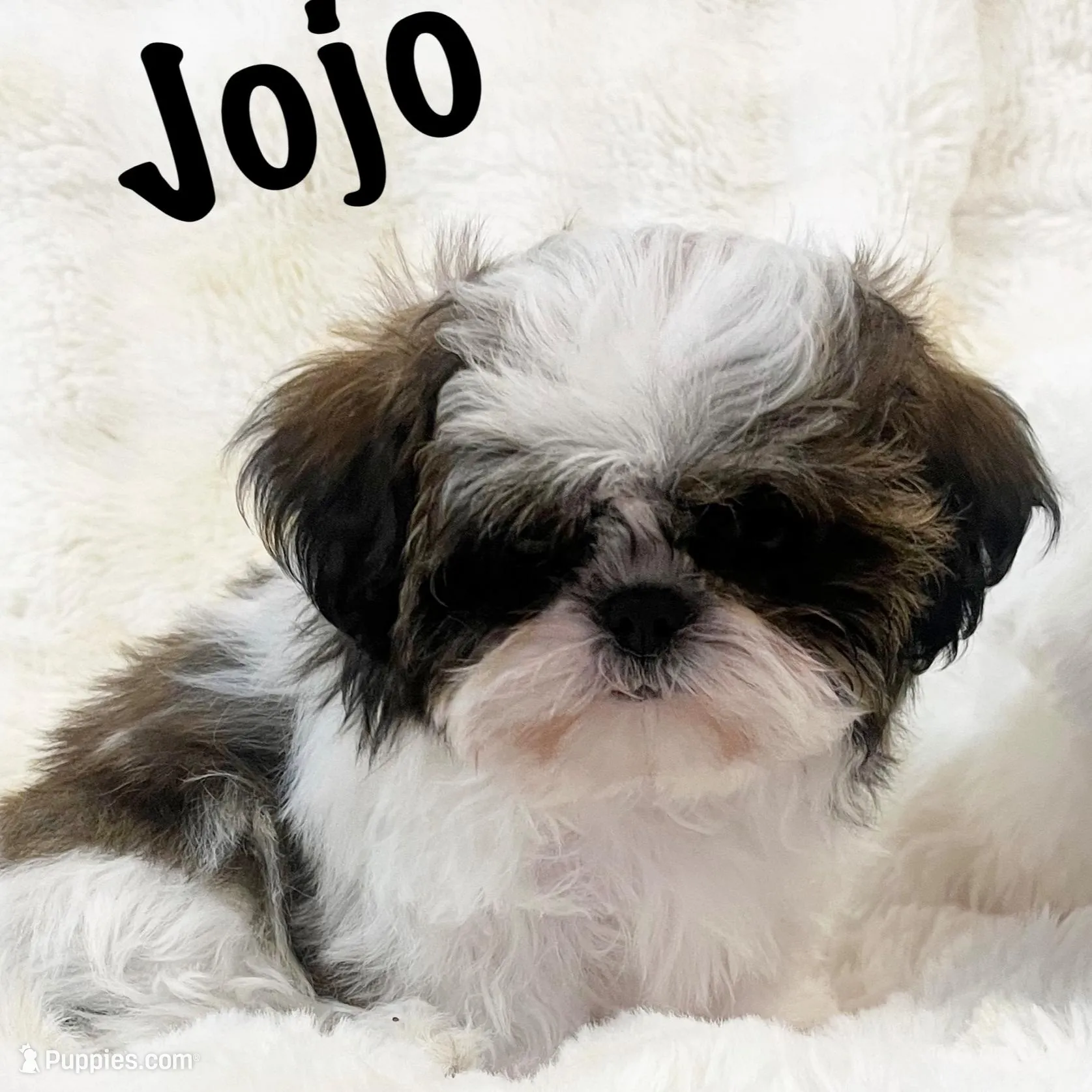 AKC Jojo, a male Shih Tzu for sale in Greenville, SC – Photo 4 of 6
