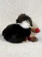 AKC Tiny Tiny Tim, a male Shih Tzu for sale in Greenville, SC – 2 of 5
