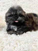 AKC Basil, a female Shih Tzu for sale in Greenville, SC – Photo 3 of 9