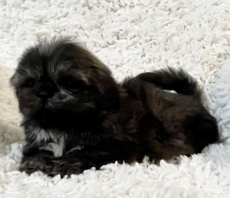 AKC Basil, a female Shih Tzu for sale in Greenville, SC – Photo 1 of 9