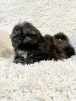 AKC Basil, a female Shih Tzu for sale in Greenville, SC – Photo 5 of 9