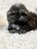 AKC Basil, a female Shih Tzu for sale in Greenville, SC – Photo 2 of 9