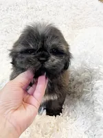 AKC Basil, a female Shih Tzu for sale in Greenville, SC – Photo 7 of 9