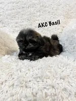 AKC Basil, a female Shih Tzu for sale in Greenville, SC – Photo 9 of 9