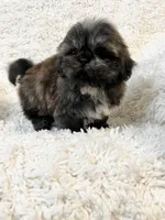 AKC Basil, a female Shih Tzu for sale in Greenville, SC – Photo 8 of 9