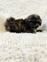 AKC Basil, a female Shih Tzu for sale in Greenville, SC – Photo 6 of 9