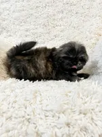 AKC Basil, a female Shih Tzu for sale in Greenville, SC – Photo 4 of 9