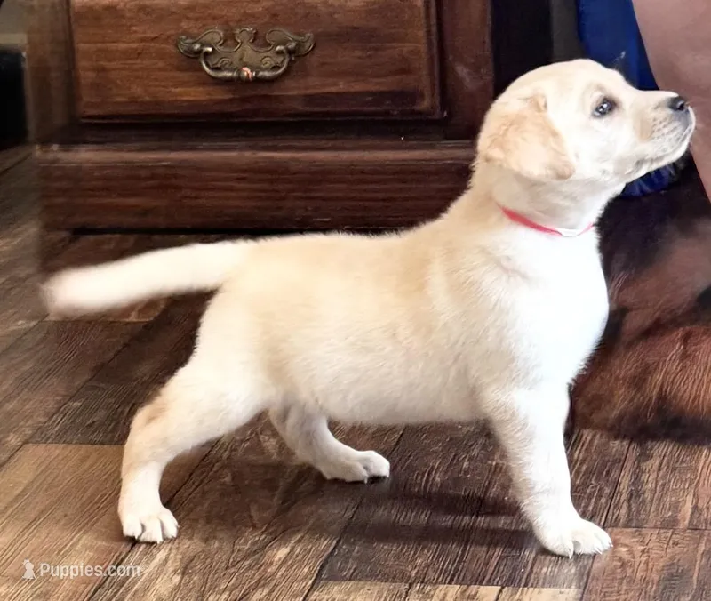 AKC Rider – Labrador Retriever puppy for sale in Greenville, SC