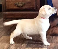 AKC Rider, a male Labrador Retriever for sale in Greenville, SC – Photo 1 of 3