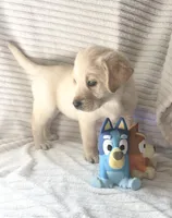 AKC Rider, a male Labrador Retriever for sale in Greenville, SC – Photo 2 of 3