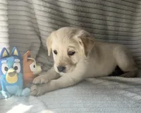 AKC Rider, a male Labrador Retriever for sale in Greenville, SC – Photo 3 of 3