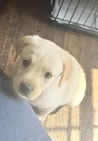 AKC Raylan, a female Labrador Retriever for sale in Greenville, SC – Photo 2 of 2