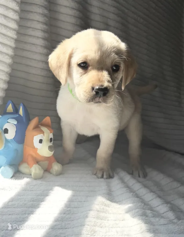 AKC Raylan – Labrador Retriever puppy for sale in Greenville, SC