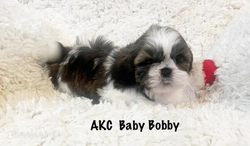 AKC Bobby  – Shih Tzu puppy for sale in Greenville, SC