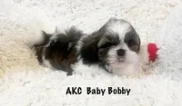 AKC Bobby , a male Shih Tzu for sale in Greenville, SC – Photo 1 of 9