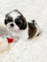 AKC Bobby , a male Shih Tzu for sale in Greenville, SC – Photo 5 of 9