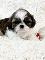 AKC Bobby , a male Shih Tzu for sale in Greenville, SC – Photo 7 of 9