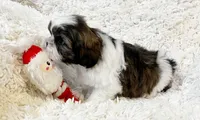 AKC Bobby , a male Shih Tzu for sale in Greenville, SC – Photo 2 of 9
