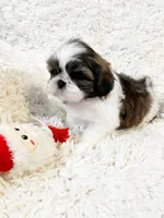 AKC Bobby , a male Shih Tzu for sale in Greenville, SC – Photo 6 of 9