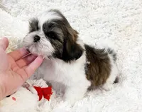 AKC Bobby , a male Shih Tzu for sale in Greenville, SC – Photo 3 of 9