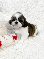 AKC Bobby , a male Shih Tzu for sale in Greenville, SC – Photo 9 of 9