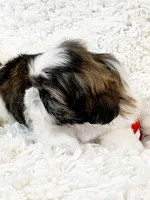 AKC Bobby , a male Shih Tzu for sale in Greenville, SC – Photo 8 of 9