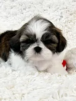 AKC Bobby , a male Shih Tzu for sale in Greenville, SC – Photo 4 of 9