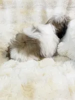 AKC Josh , a male Shih Tzu for sale in Greenville, SC – Photo 6 of 6