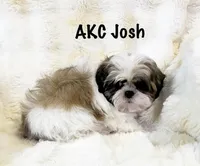 AKC Josh , a male Shih Tzu for sale in Greenville, SC – Photo 3 of 6