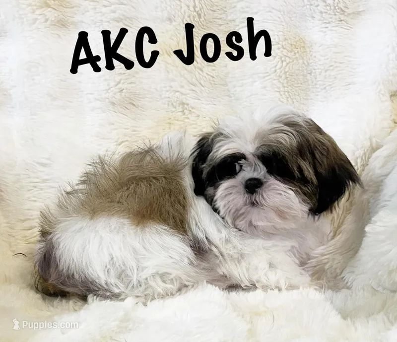 AKC Josh  – Shih Tzu puppy for sale in Greenville, SC