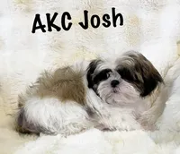 AKC Josh , a male Shih Tzu for sale in Greenville, SC – Photo 1 of 6
