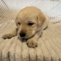 AKC Lab puppy, a male Labrador Retriever for sale in Greenville, SC – Photo 6 of 10