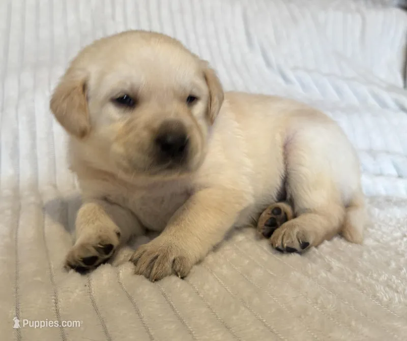 AKC Lab puppy – Labrador Retriever puppy for sale in Greenville, SC