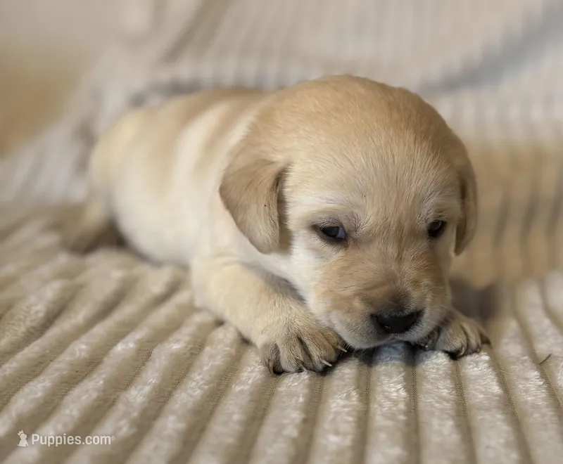 AKC Lab puppy – Labrador Retriever puppy for sale in Greenville, SC